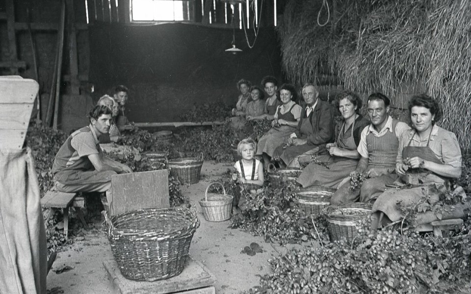 Exposition Truchtersheim Cueillette du houblon